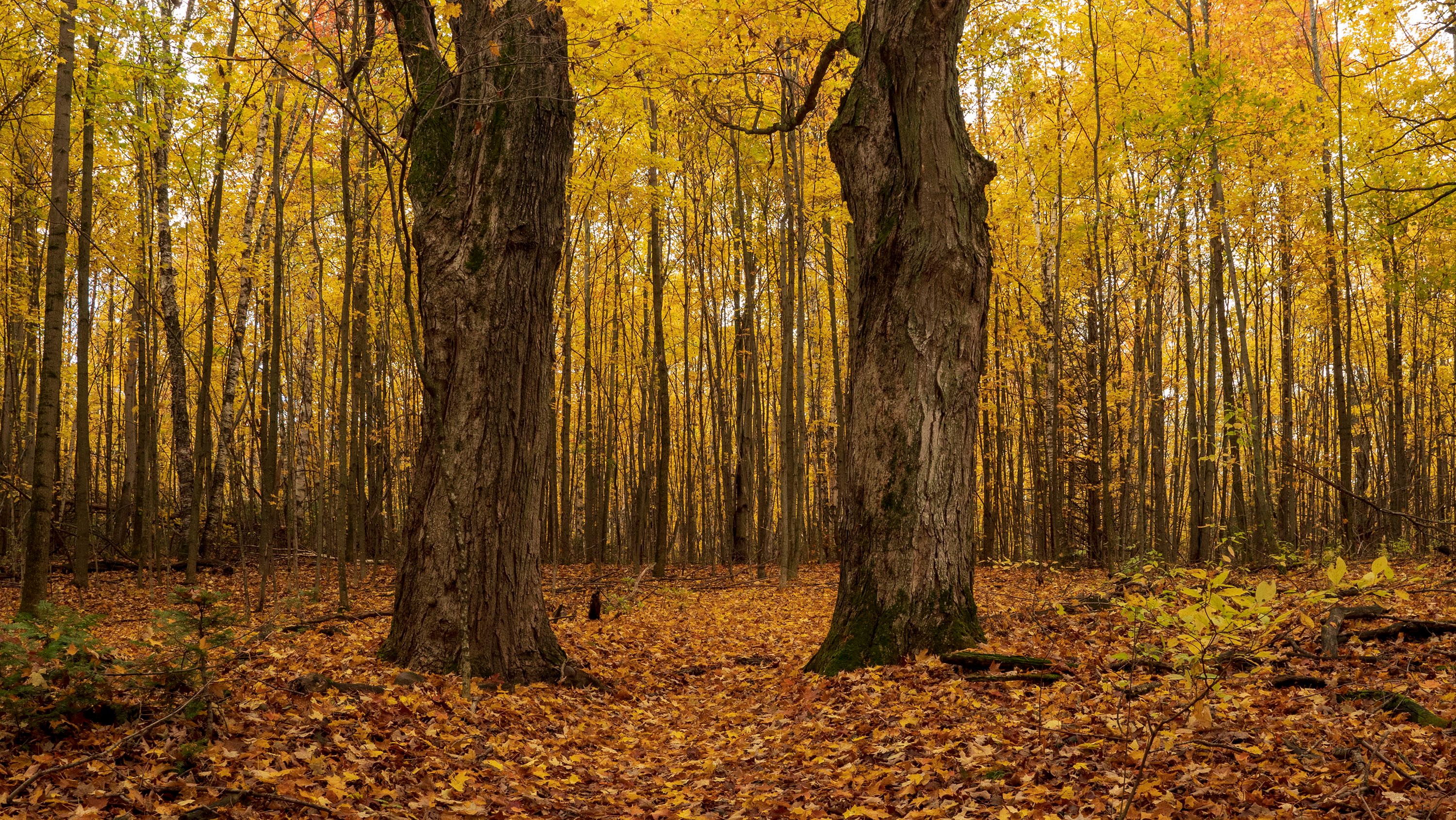 Serene Autumn Forest with Golden Foliage · Free Stock Photo