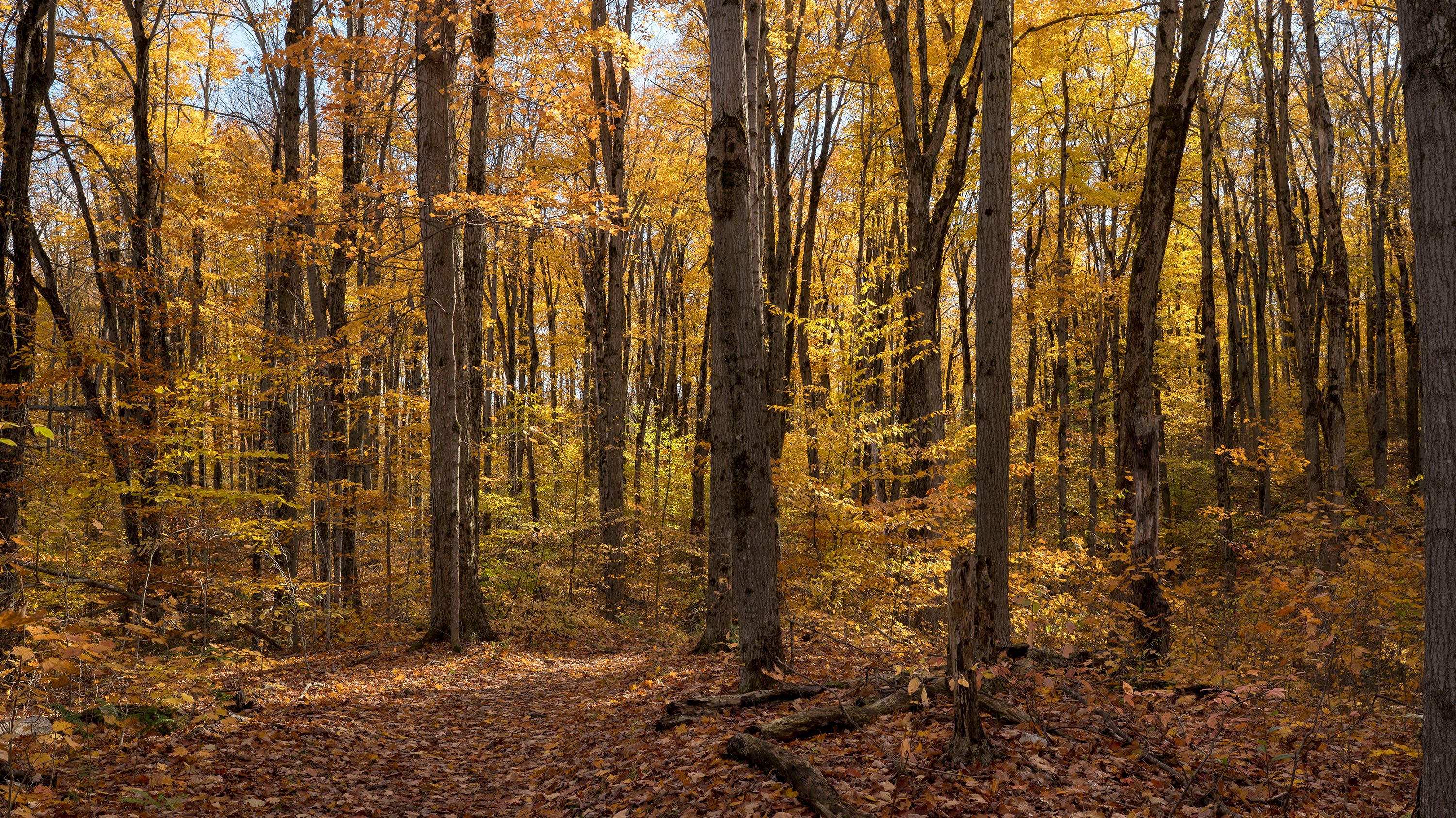 Serene Autumn Forest with Golden Foliage · Free Stock Photo