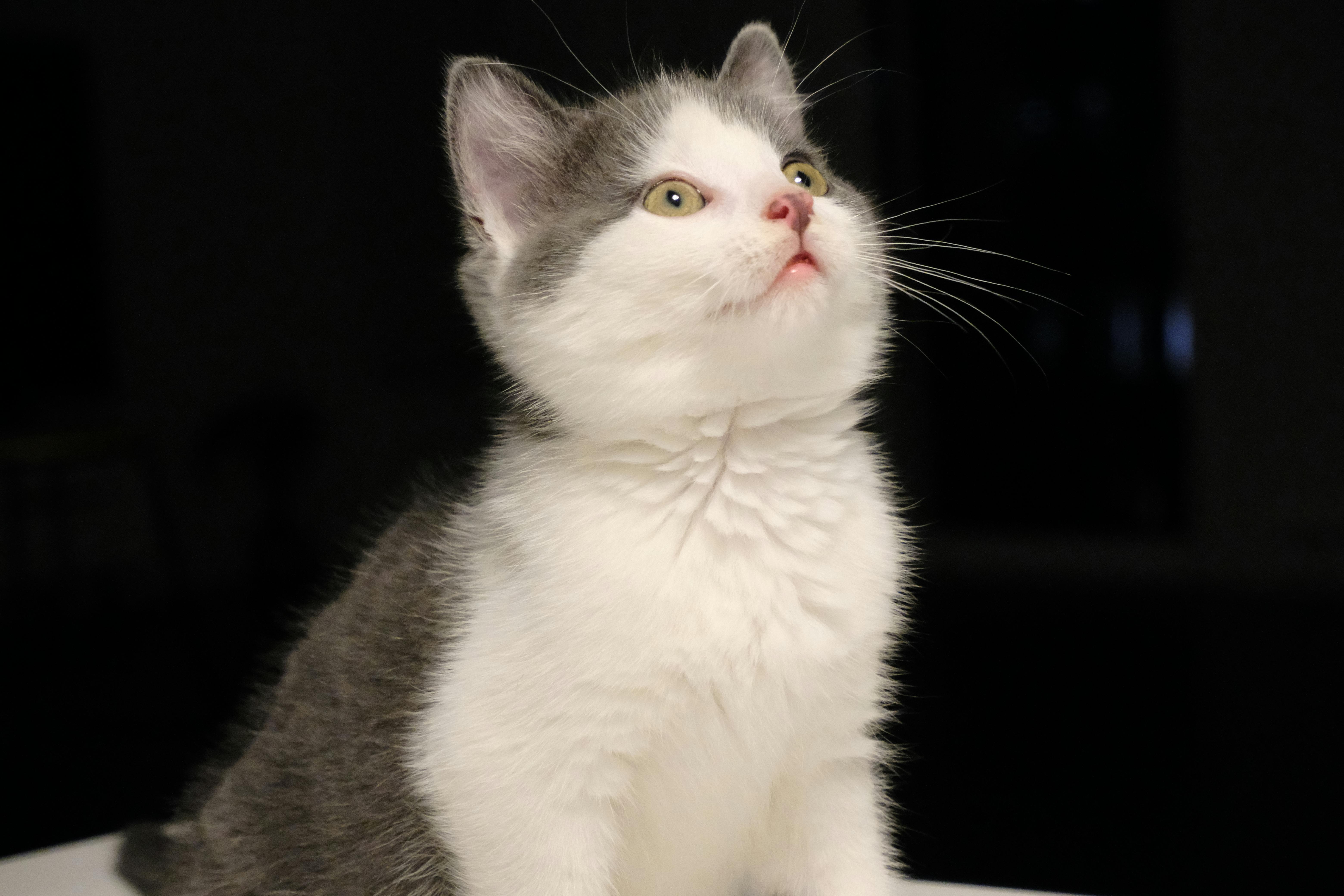 bicho de estimação pequeno