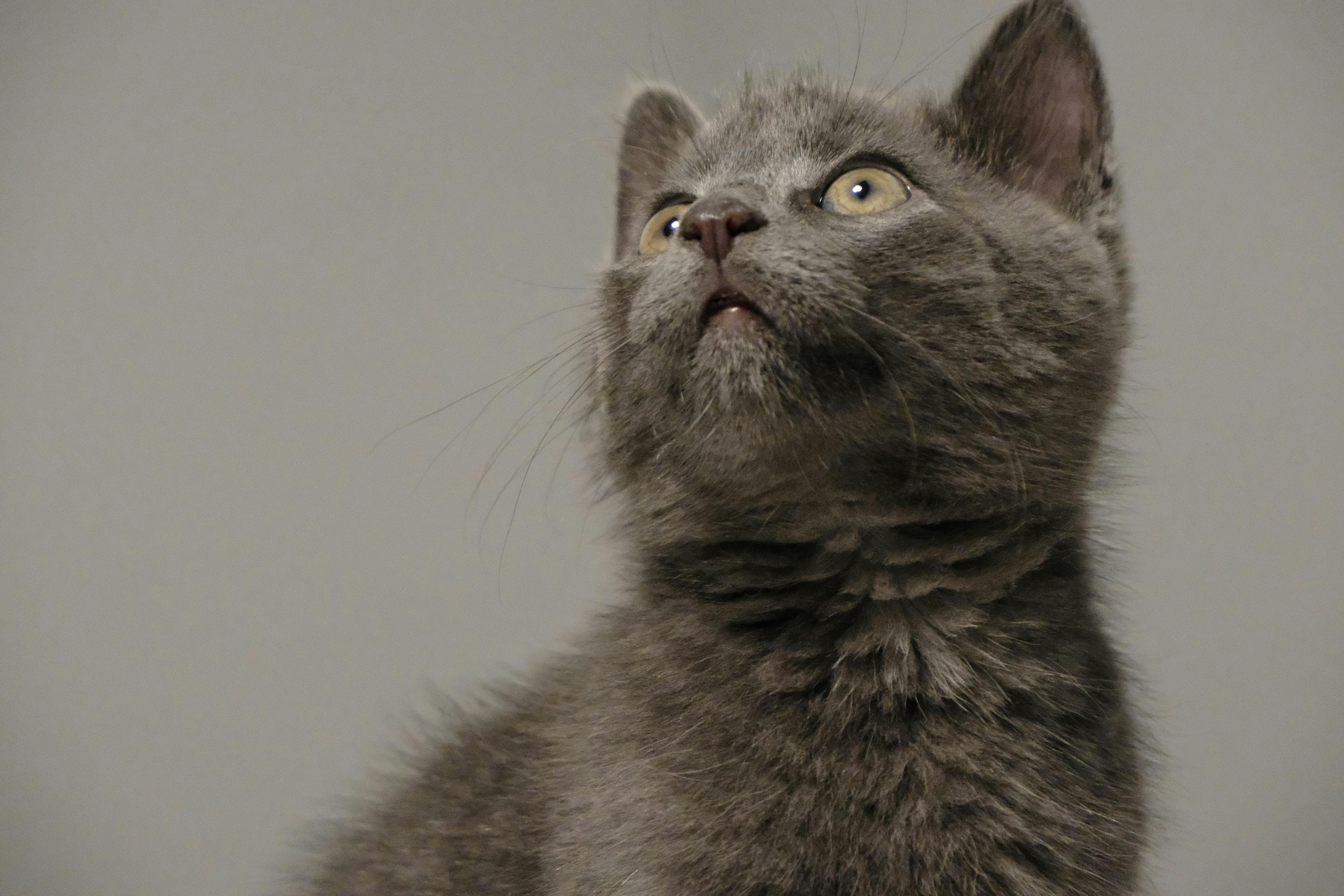 財經青紅燈：社宅政策挑戰學區房價值與市場格局