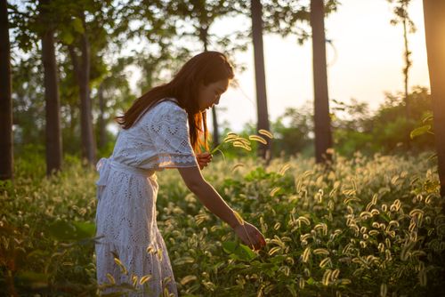Free A woman in a white dress picks plants in a sunlit forest during sunset. Stock Photo