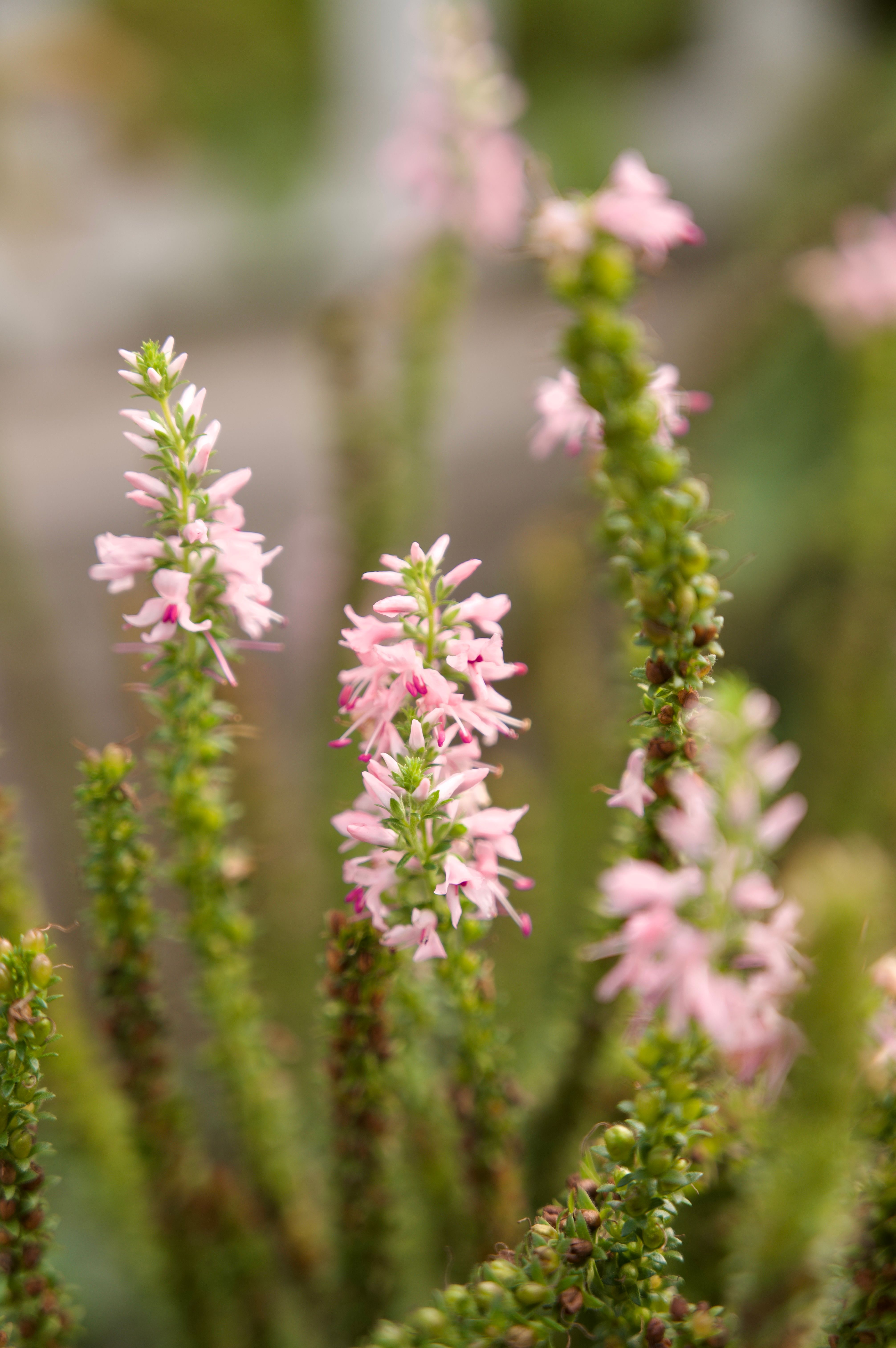 Free Beautiful pink heather flowers (Calluna vulgaris) close-up with blurred background. Stock Photo