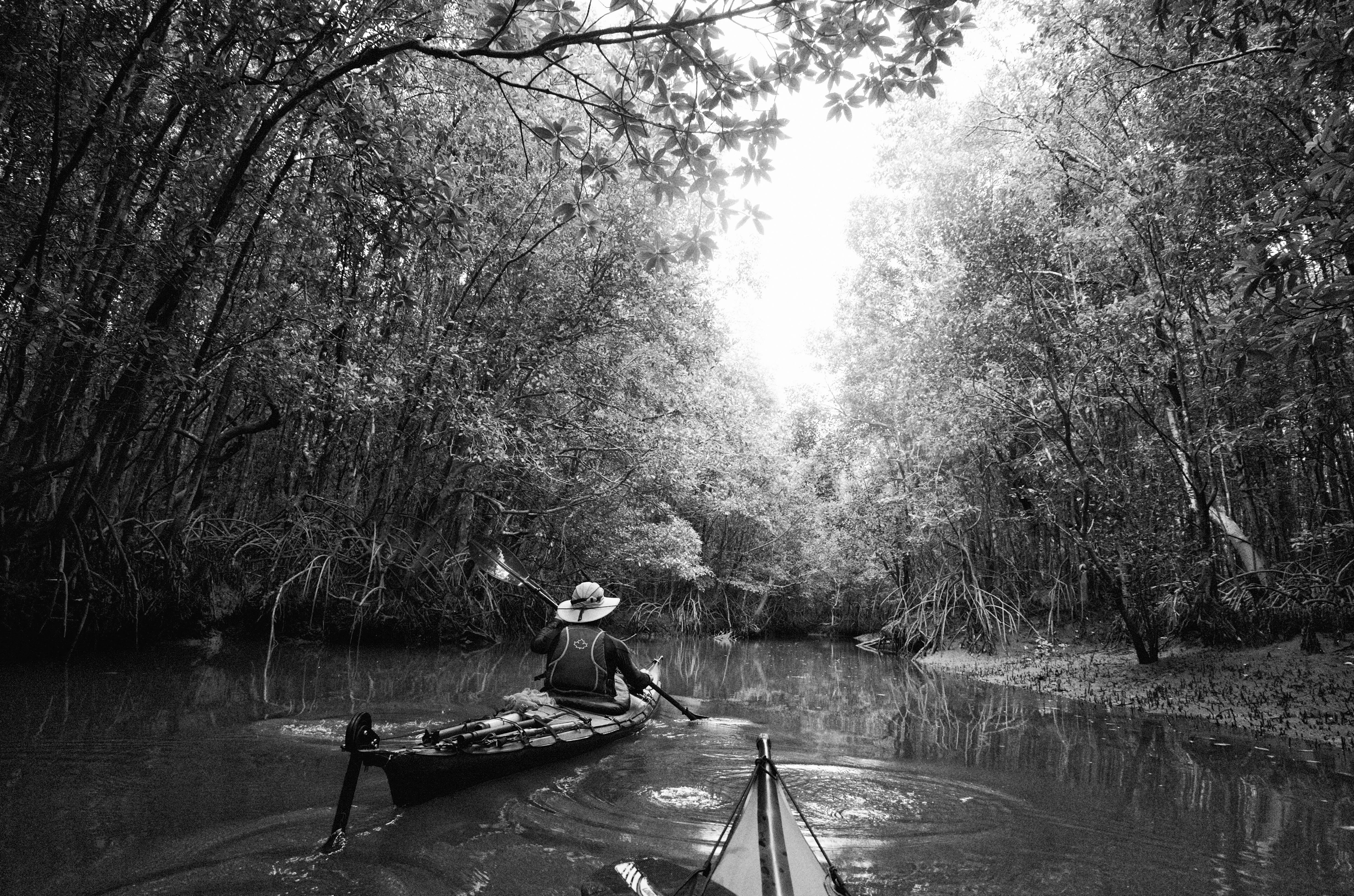 Explore the tranquil mangroves of Ranong, Thailand, on a serene kayaking journey.