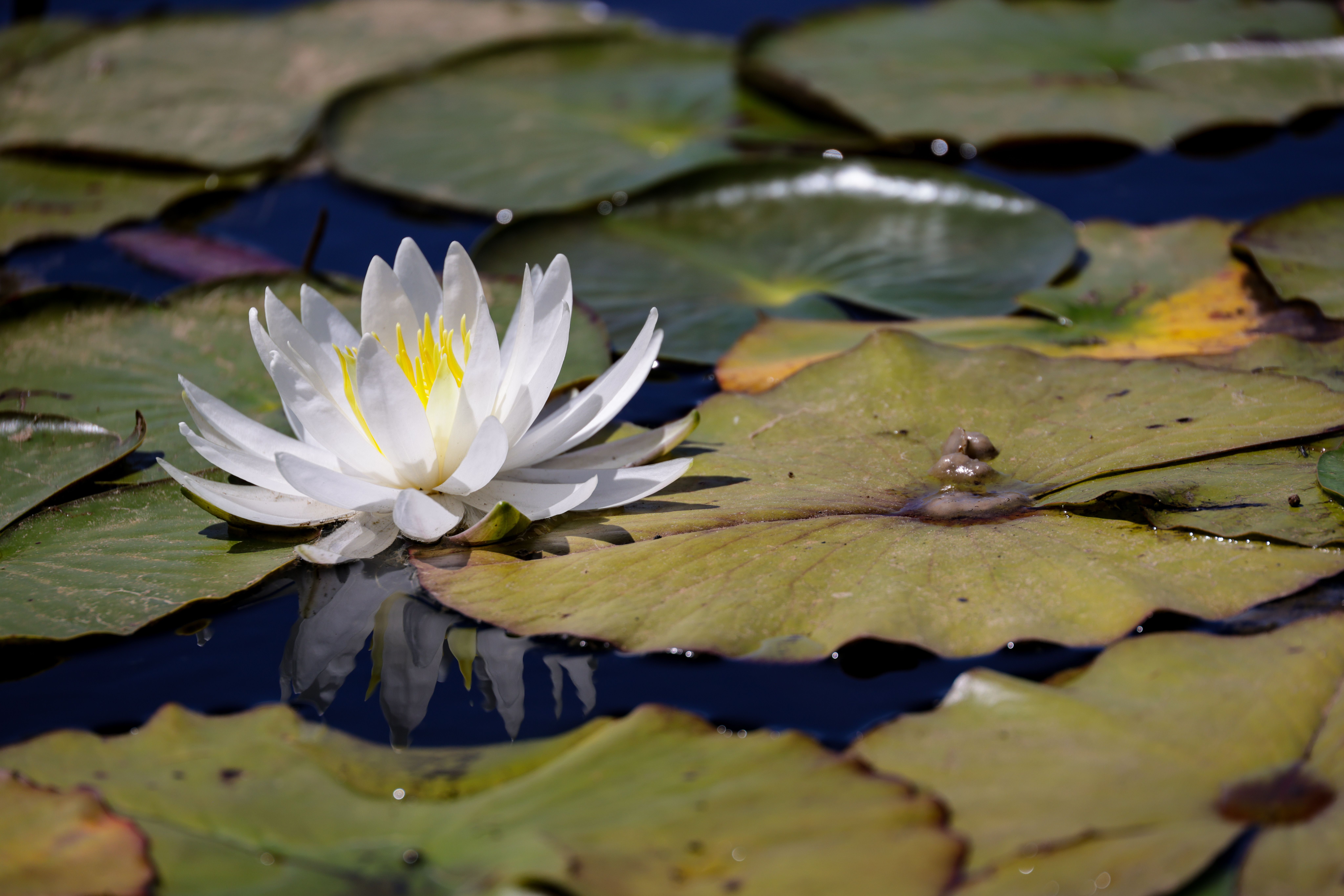Serene White Water Lily on Pond Surface  Free Stock Photo