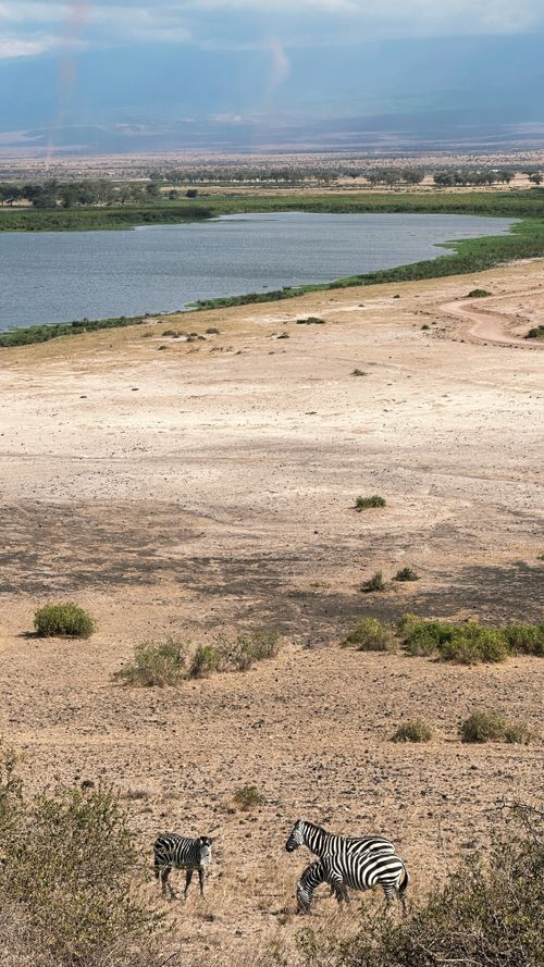 Free A scenic view of zebras near a watering hole in South Africa, showcasing the natural habitat and wildlife. Stock Photo