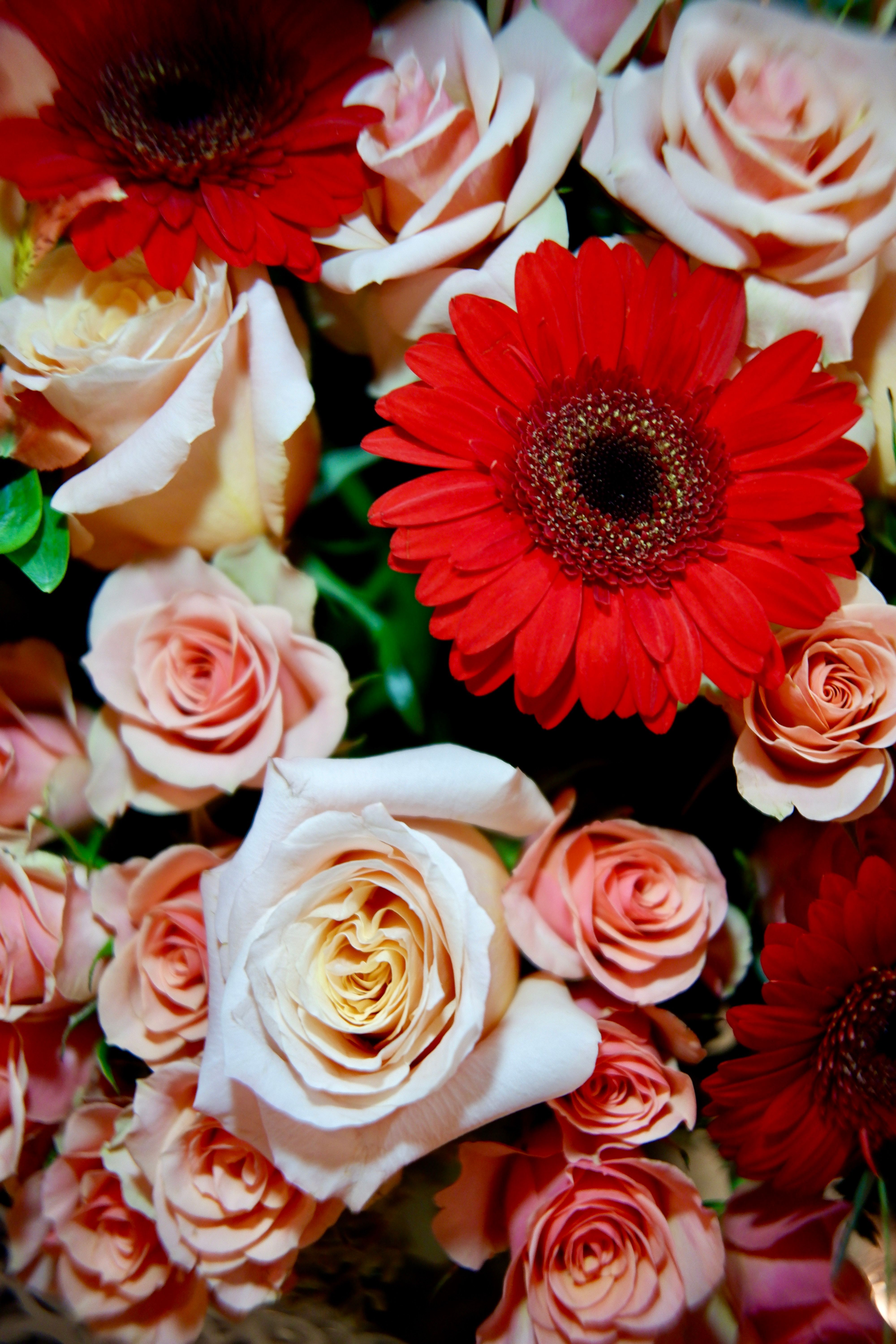 Mulit Color Roses Photos, Download The BEST Free Mulit Color Roses ...