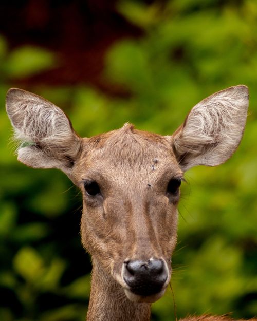 Free Detailed image of a Sambar Deer highlighting its distinctive features against green foliage. Stock Photo