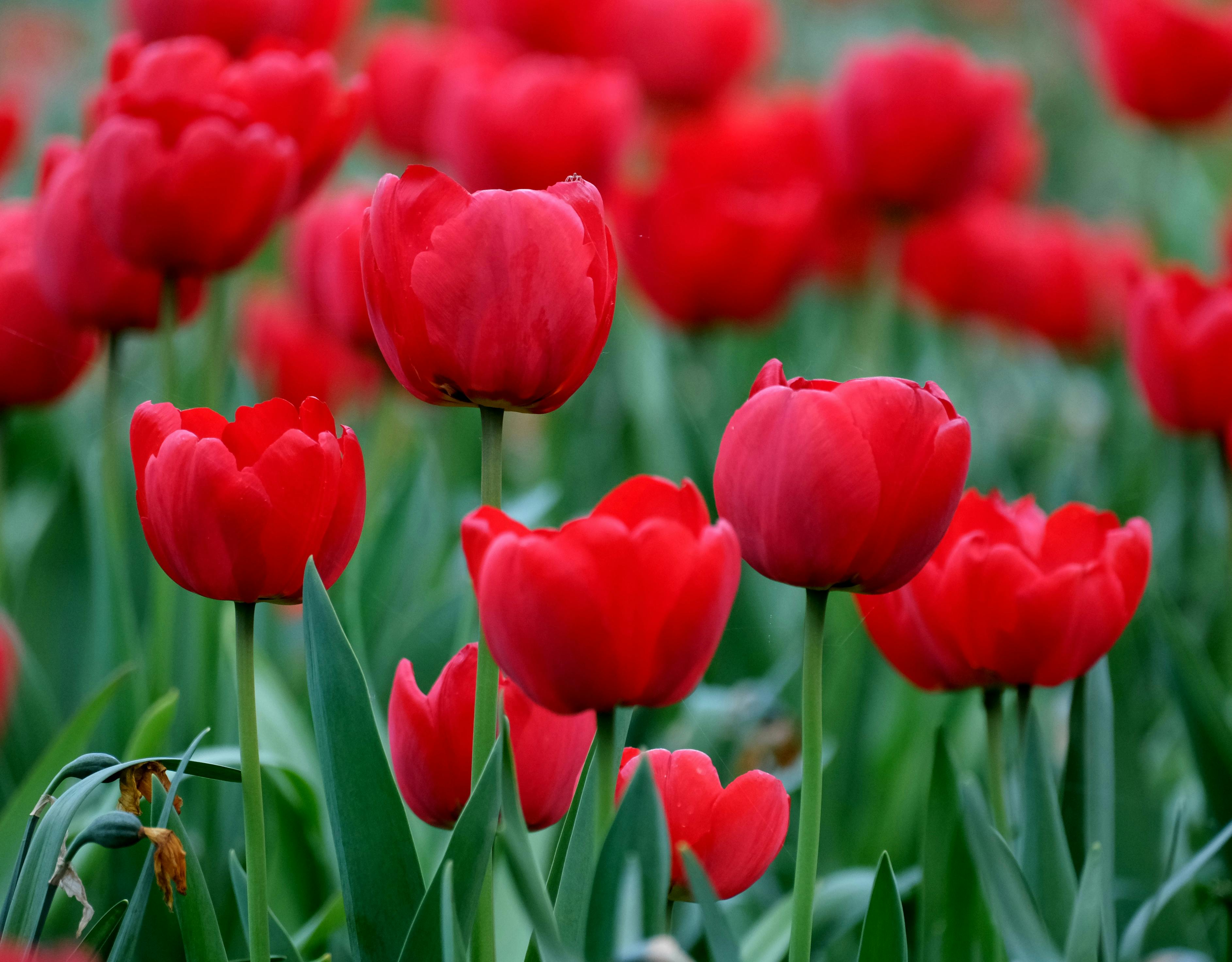 00965 ETF逆勢上漲1.3%，受惠美韓合作與日本政治穩定