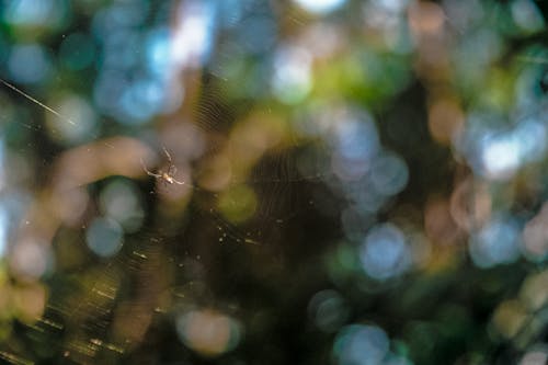 Free stock photo of blur, depth, insect