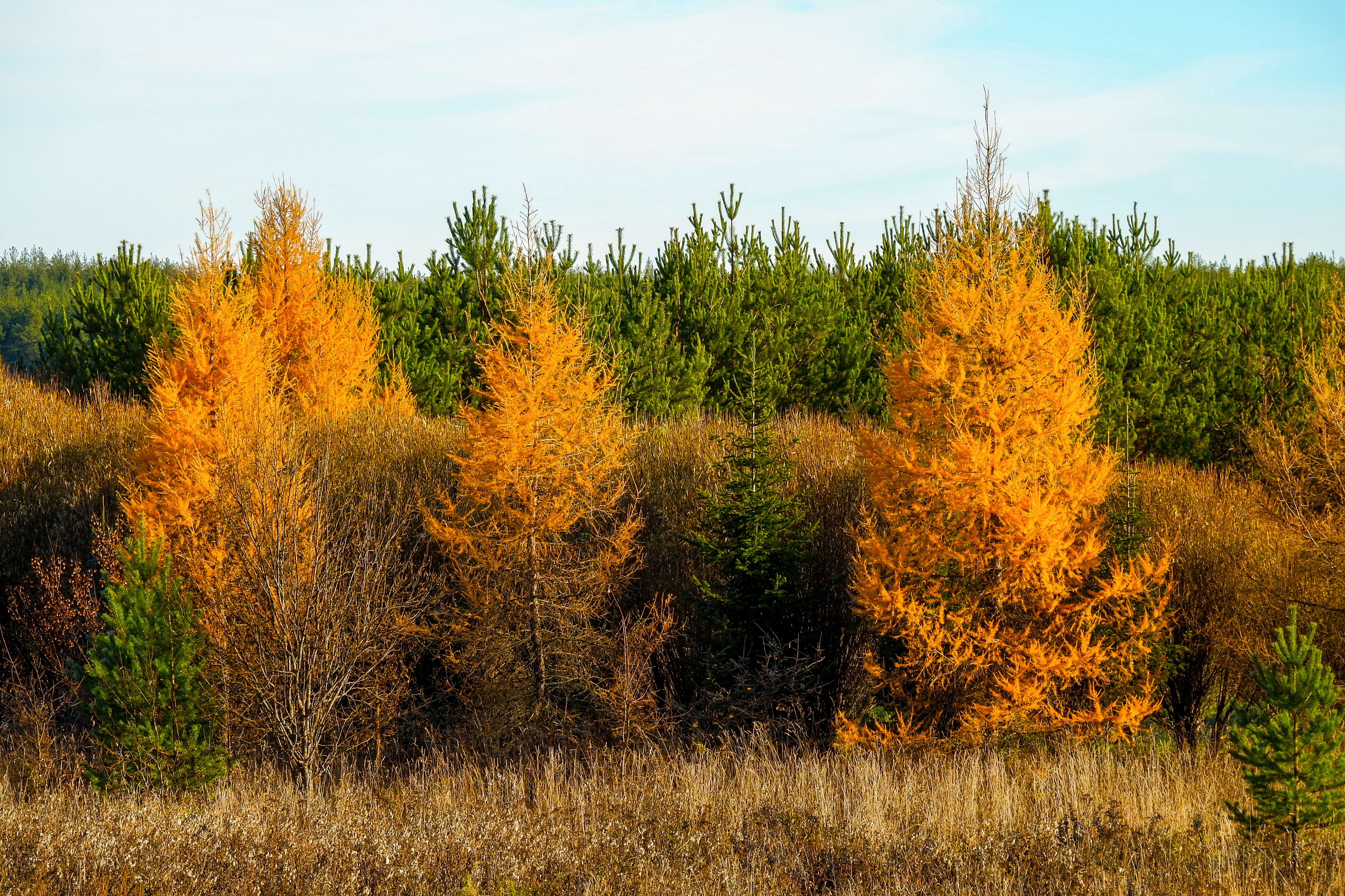Larch