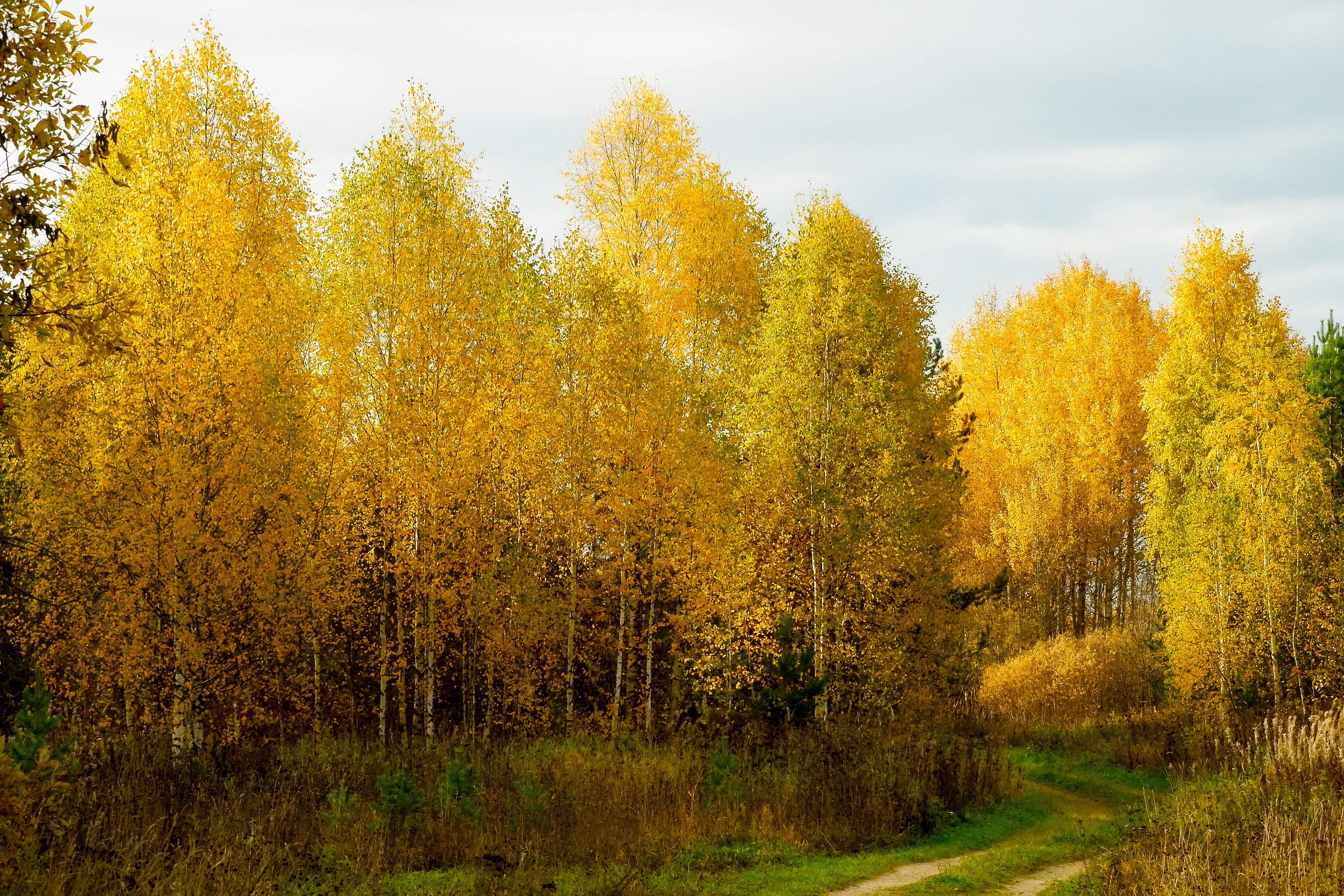 Golden Autumn Trees in a Serene Forest · Free Stock Photo