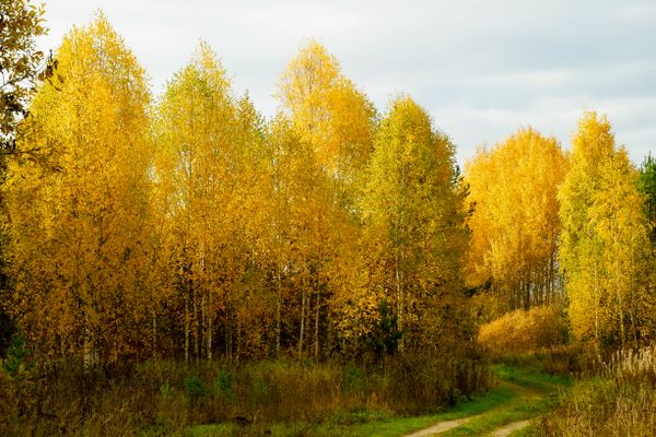 Golden Forest Path jigsaw puzzle