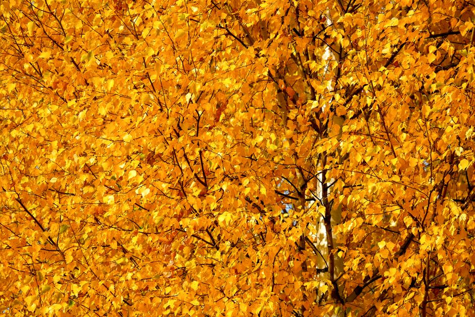 Fotomural Una vista vibrante de hojas de abedul doradas en otoño, mostrando la belleza estacional de la naturaleza.