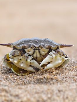 crab photo