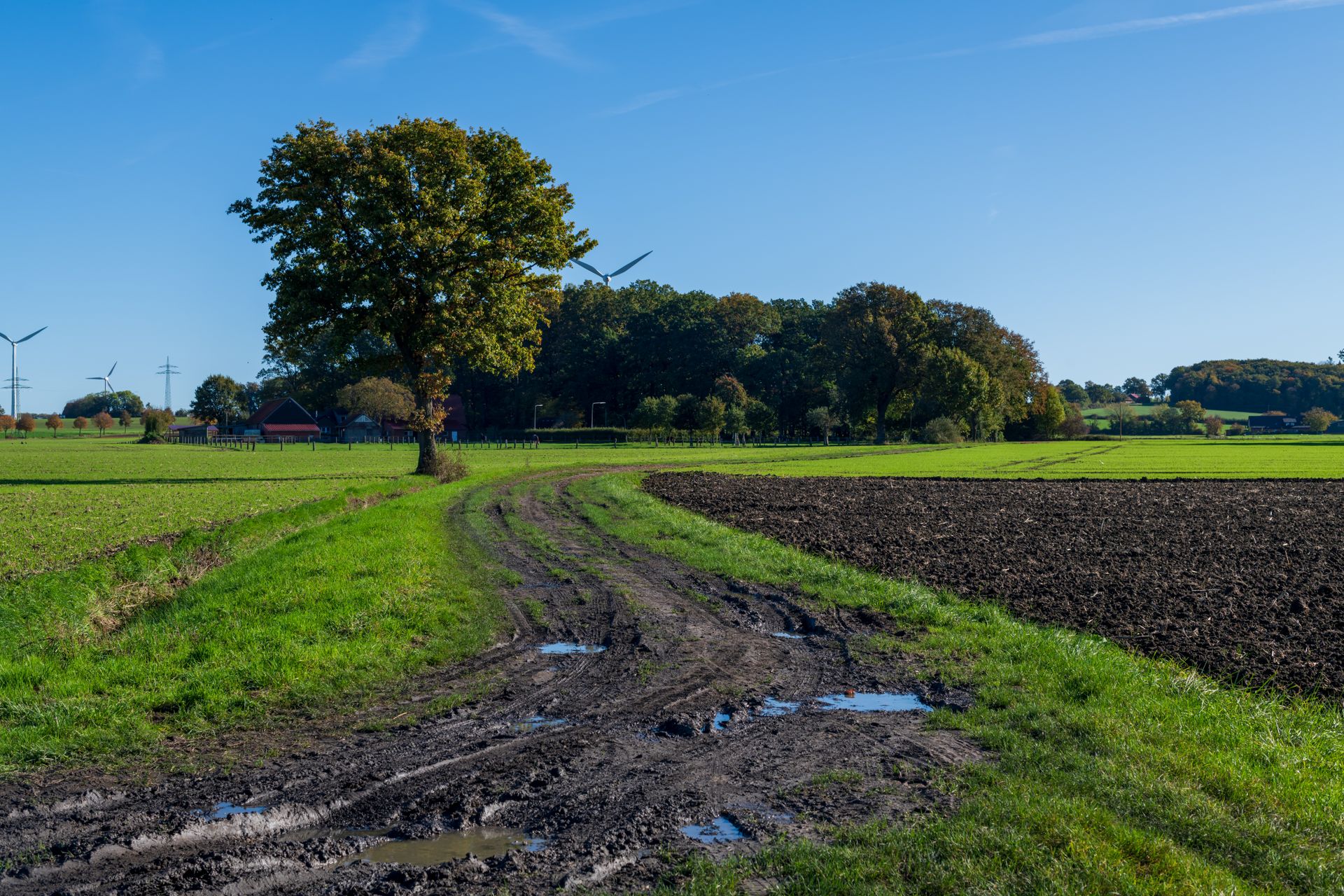 A picturesque rural scene featuring a dirt path through lush green fields under a clear blue sky.