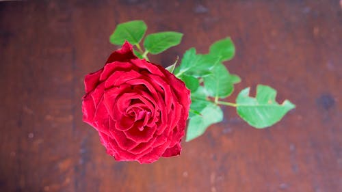 Foto Del Primo Piano Di Una Rosa Rossa