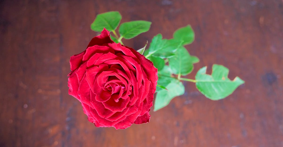 Closeup Photo of Red Rose