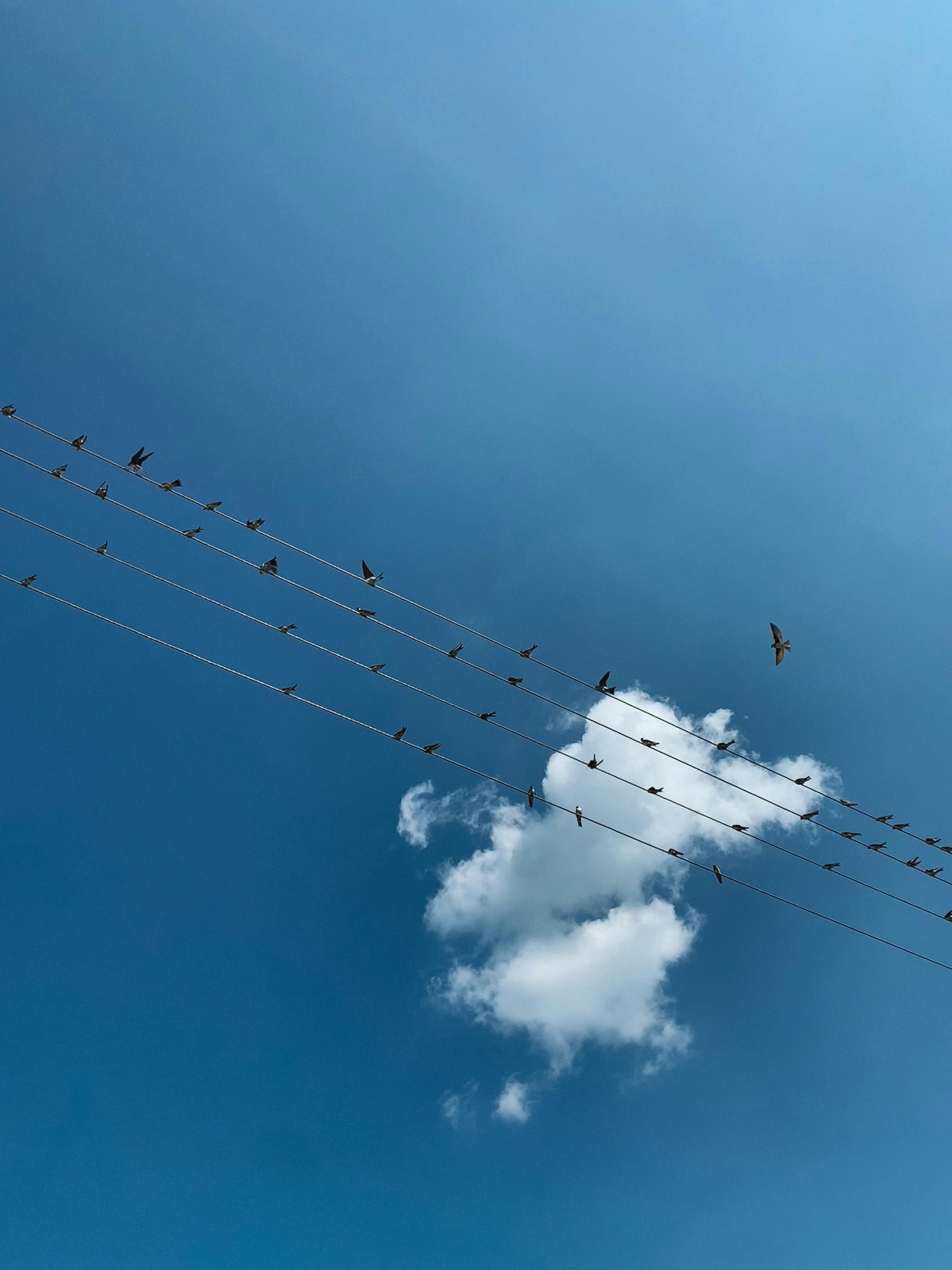 Gratuit Des oiseaux posés sur des lignes électriques avec un ciel bleu clair et un nuage solitaire, capturant la tranquillité. Photos