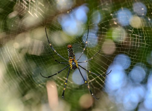 Free Close-up of a colorful Giant Wood Spider (Nephila pilipes) on its web with blurred greenery in the background. Stock Photo