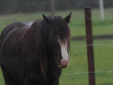 shires moretta boots