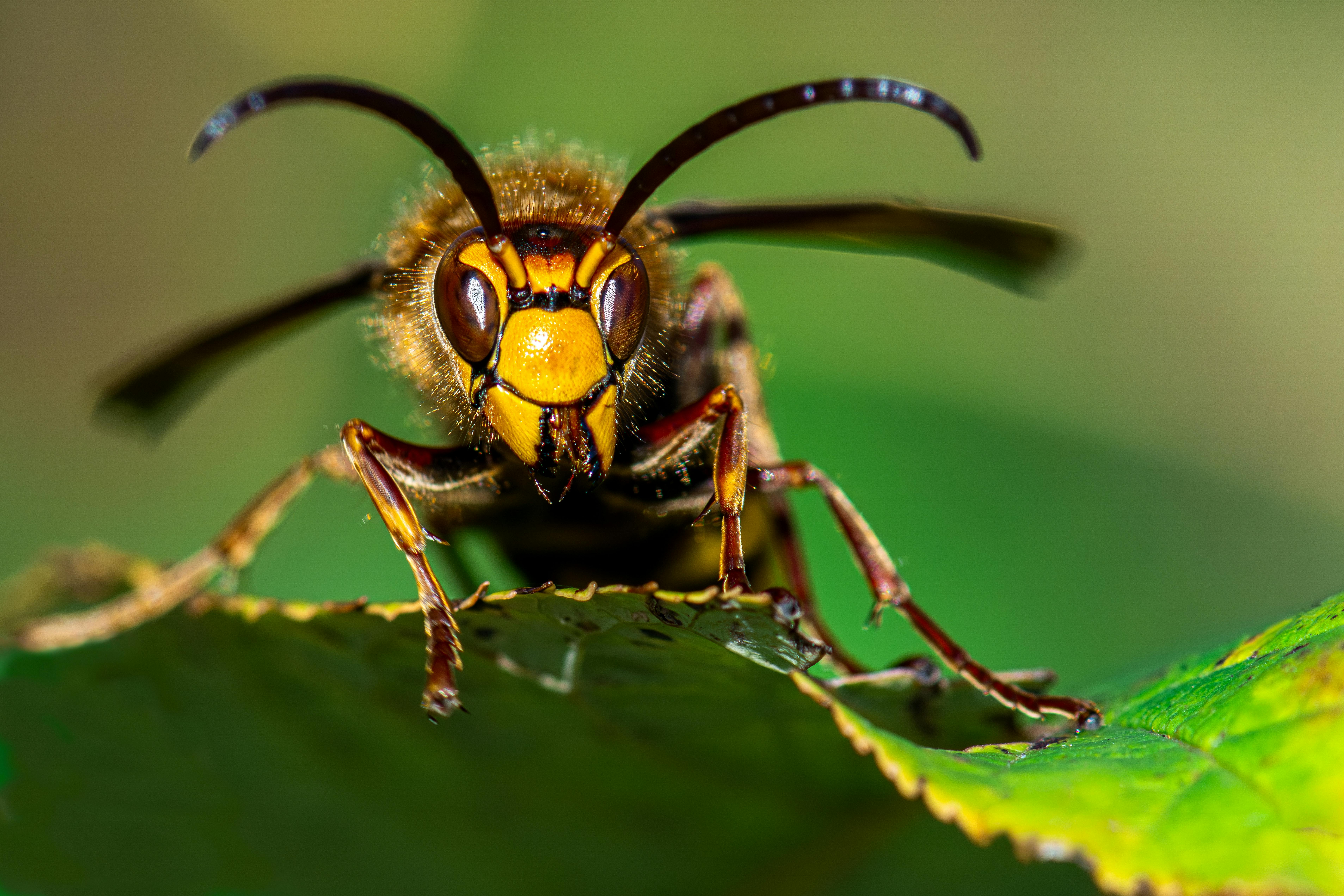 Wasp nest removal