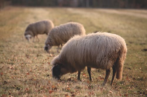 Trois Moutons Mangeant De L'herbe