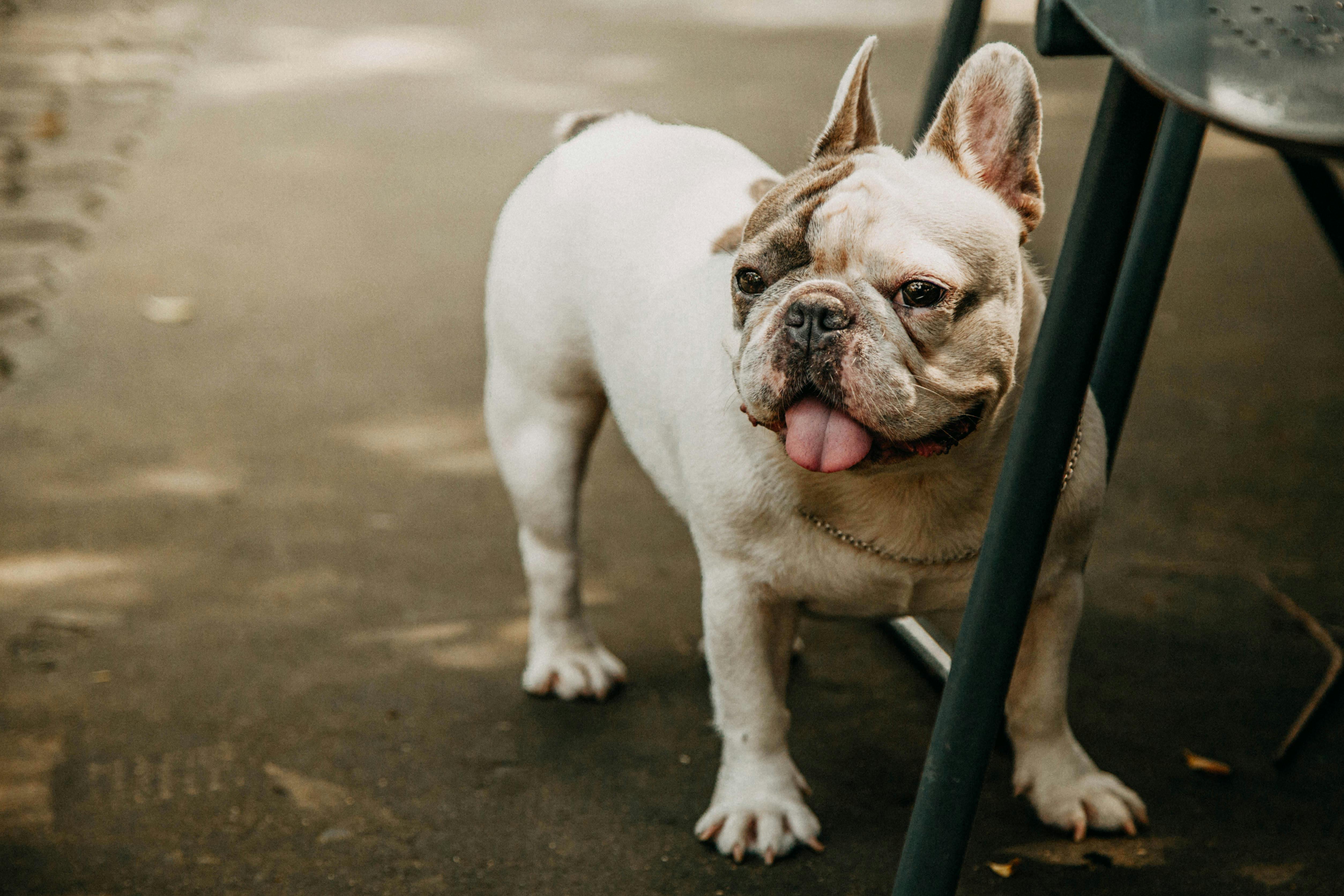 Pet Ownership Now Costs Up To $60,000—How Insurance And Telehealth Are Reshaping Vet Care — Photo by Bảo Minh on Pexels