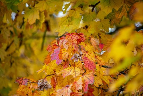 Free Close-up of colorful autumn leaves showcasing vivid red and yellow hues in a serene forest setting. Stock Photo