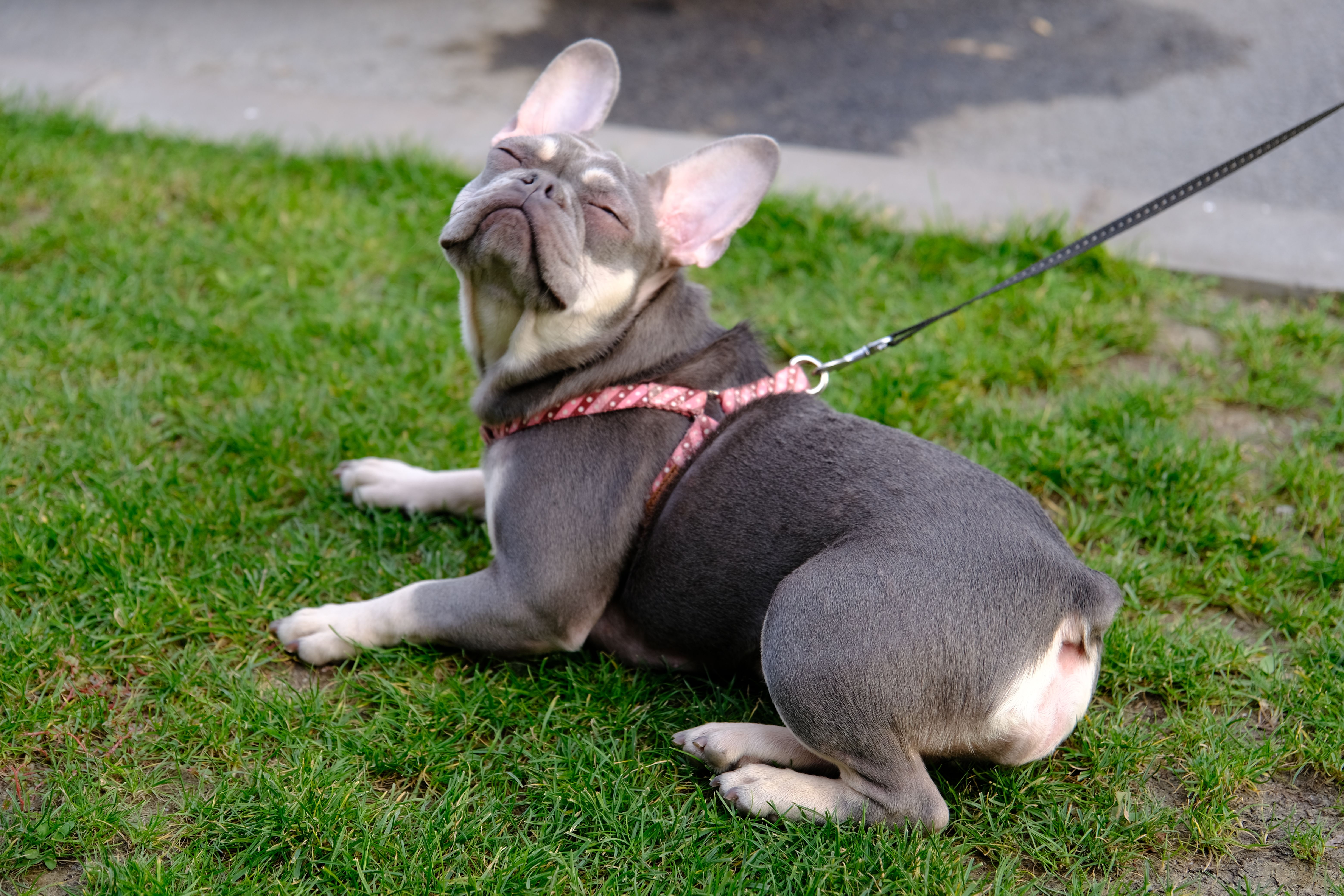 pet care pet grooming — Photo by Kostiantyn Zavhorodnii on Pexels