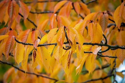 The Science Behind That Magical Fall Foliage You Love