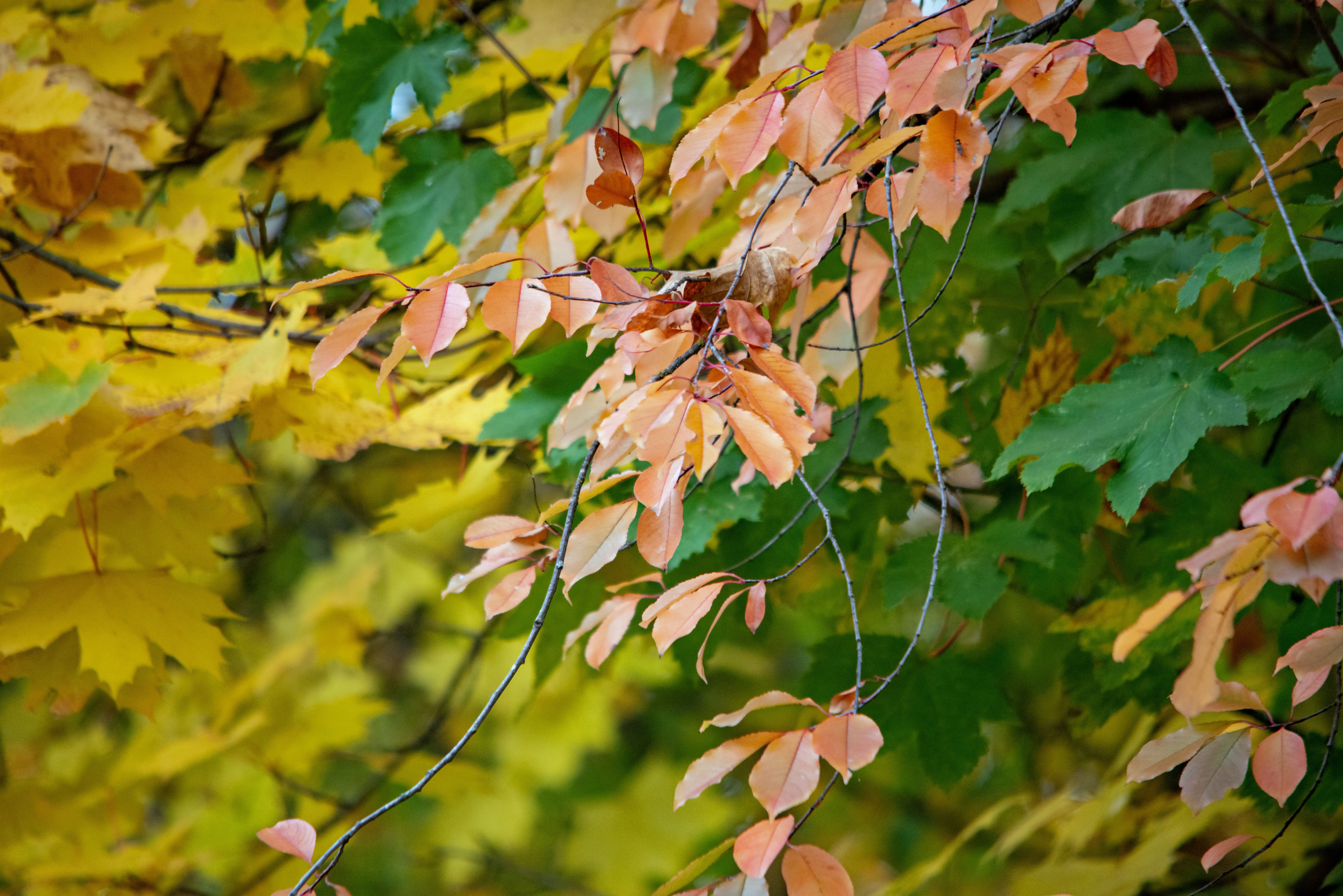 Vibrant autumn tree canopy with fiery fall foliage — pruning trees in fall Surrey BC