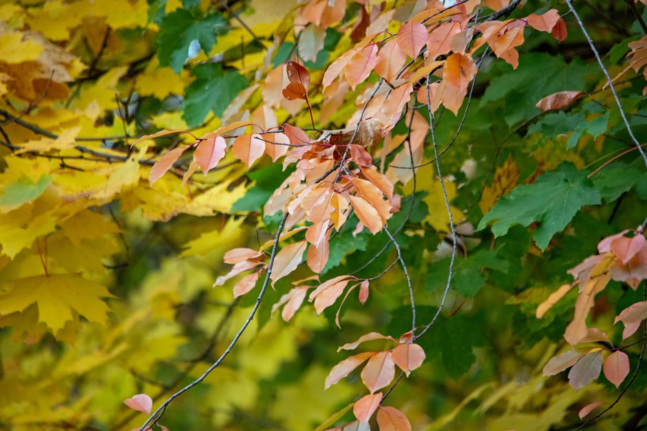 Vibrant autumn tree canopy with fiery fall foliage — pruning trees in fall Surrey BC