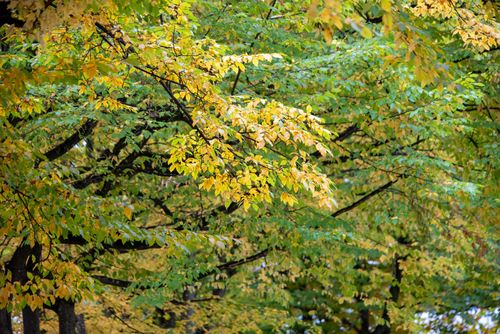 Free Colorful fall leaves create a serene scene in Ingolstadt, Bavaria. Stock Photo