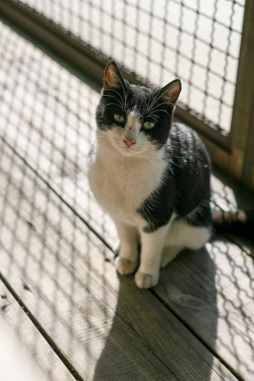 Black and White Cat Sitting on Wooden Floor · Free Stock Photo