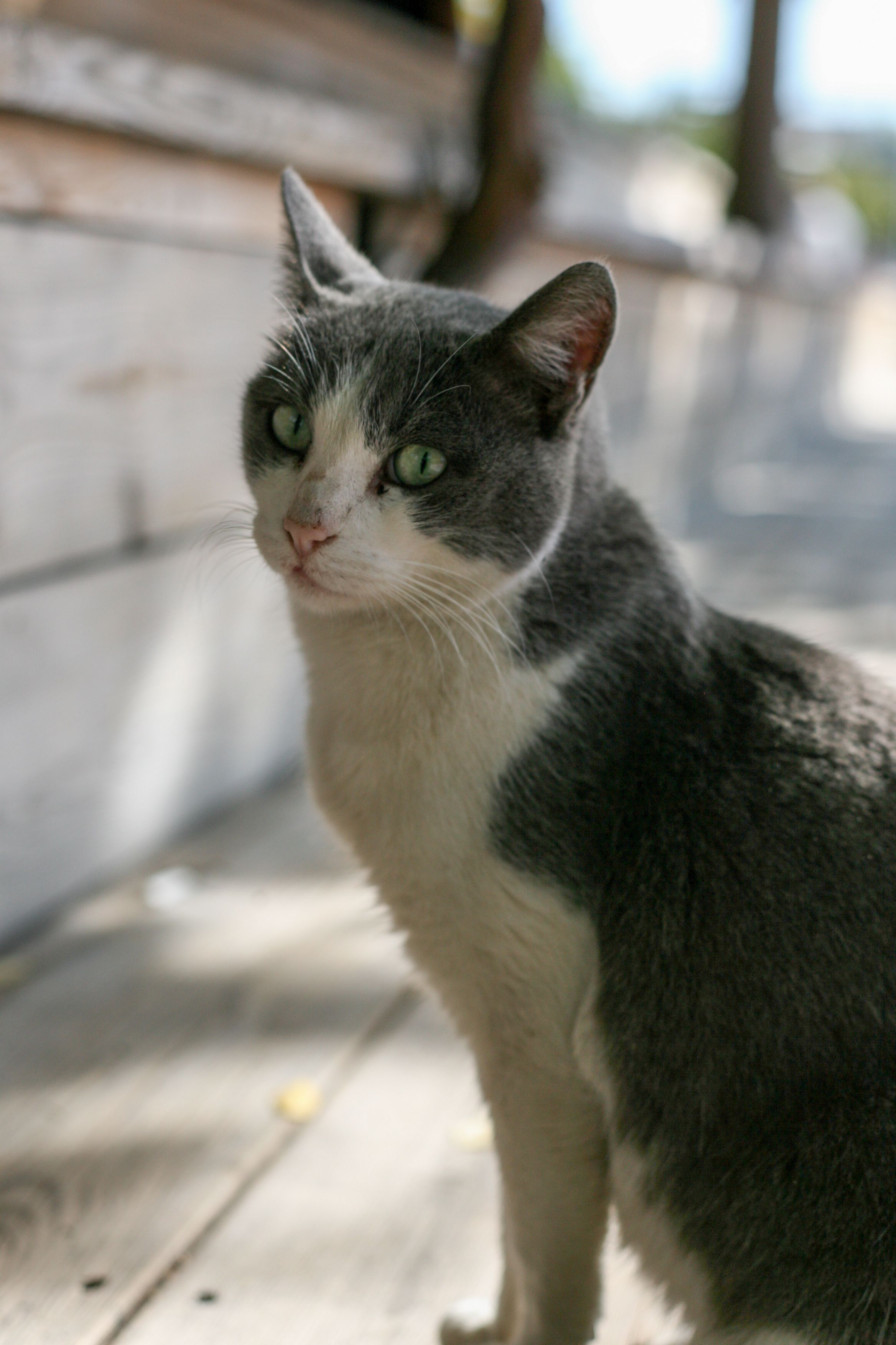 Charming Gray and White Cat on Rustic Wooden Deck · Free Stock Photo