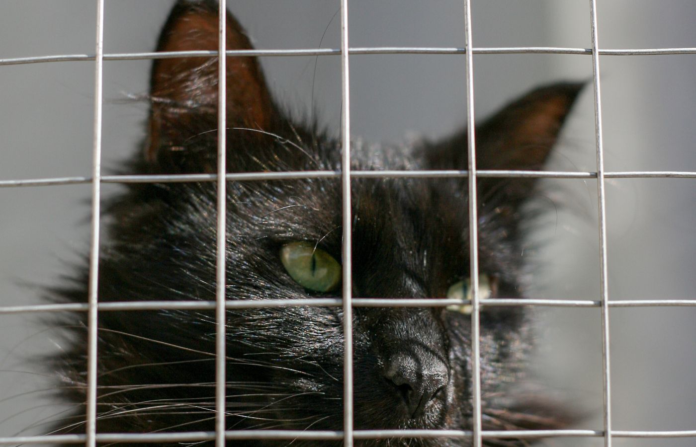 Bien-être animal : comprendre les besoins fondamentaux de son compagnon