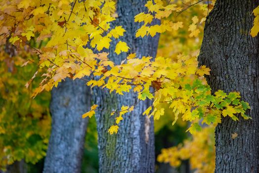 michigan maple trees