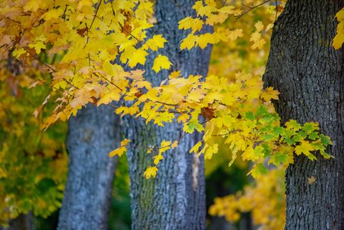 Free Beautiful yellow autumn leaves on tree branches in Ingolstadt park, capturing fall's vivid colors. Stock Photo