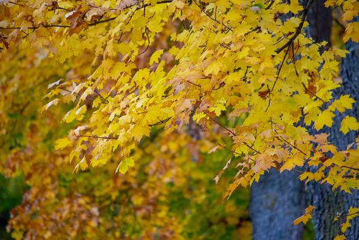 Stunning yellow autumn leaves in Ingolstadt, Bavaria. Perfect peaceful nature scene.