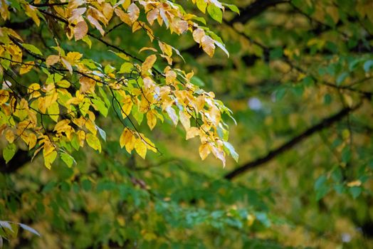 A serene autumn scene with colorful leaves in Ingolstadt, Germany.