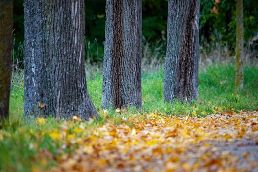 Idyllic autumn scene with trees and fallen leaves on a quiet path in Ingolstadt, Germany.