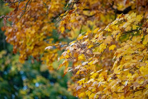 Free Capture of colorful autumn leaves in Bavaria, showcasing vivid fall colors and natural beauty. Stock Photo