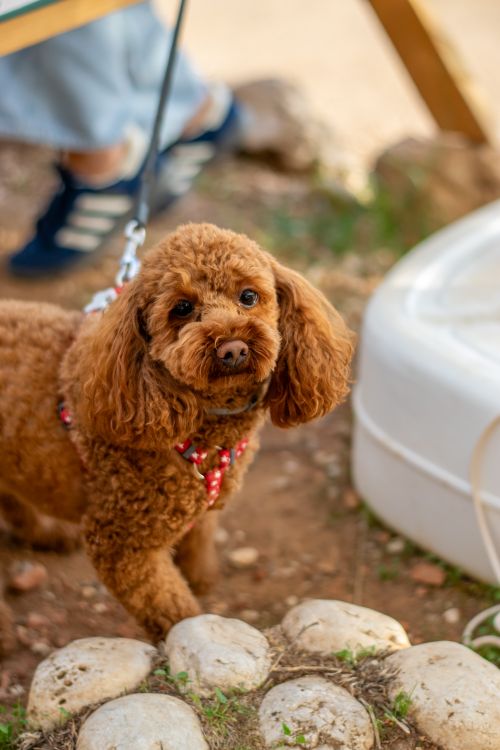 Free Charming brown Poodle on a leash enjoying a walk outdoors. Stock Photo