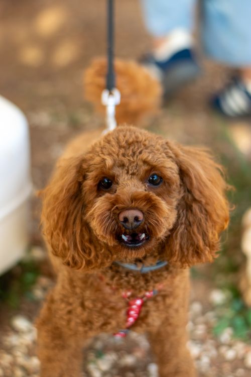 Free A cheerful brown poodle on a leash outdoors, smiling at the camera. Stock Photo