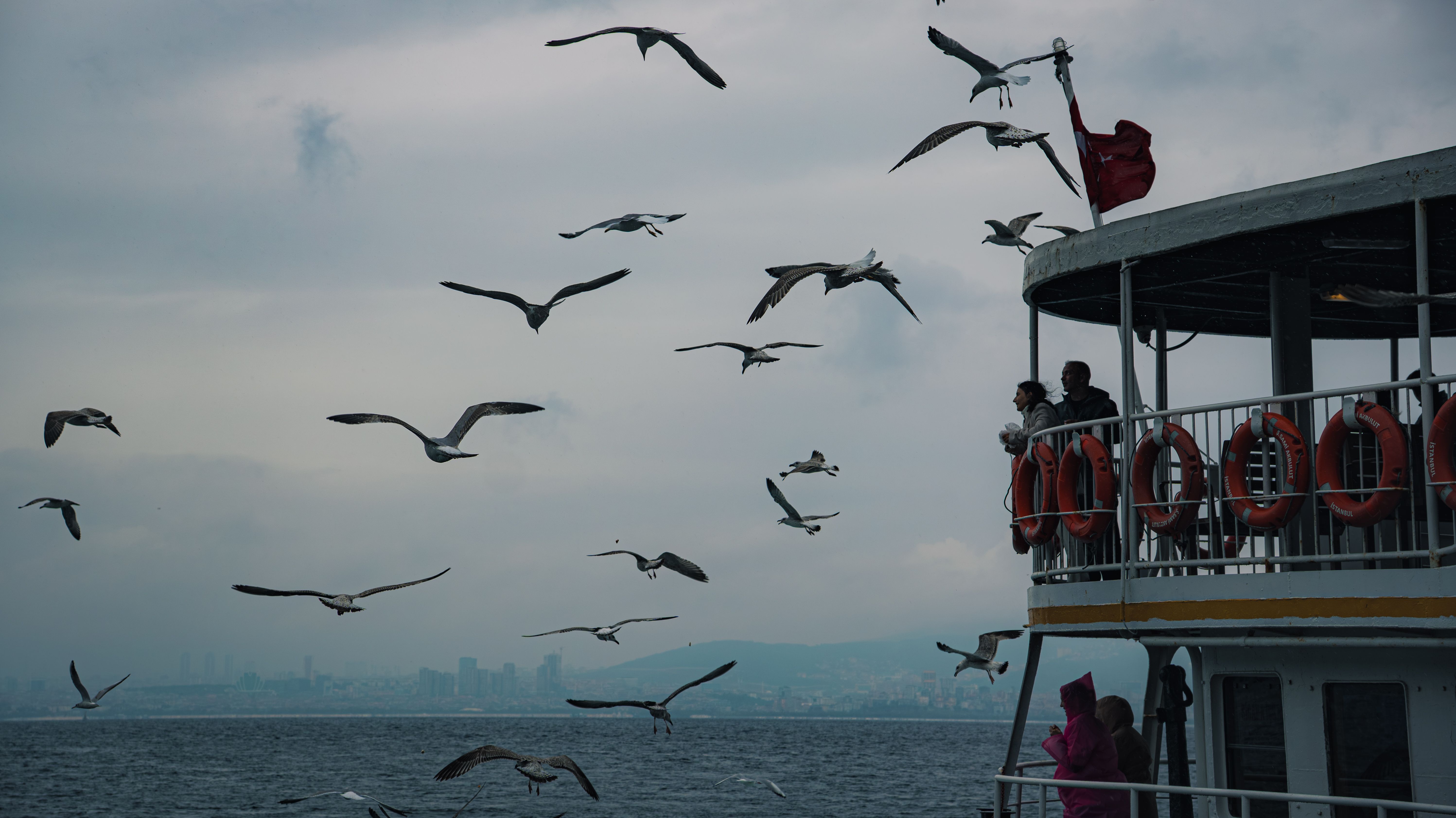 Seagulls fly beside a ferry on a cloudy day with people observing from the deck.