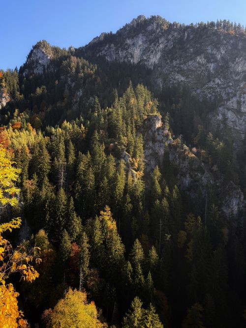 Free Majestic view of a dense Bavarian forest with mountains in the backdrop. Stock Photo