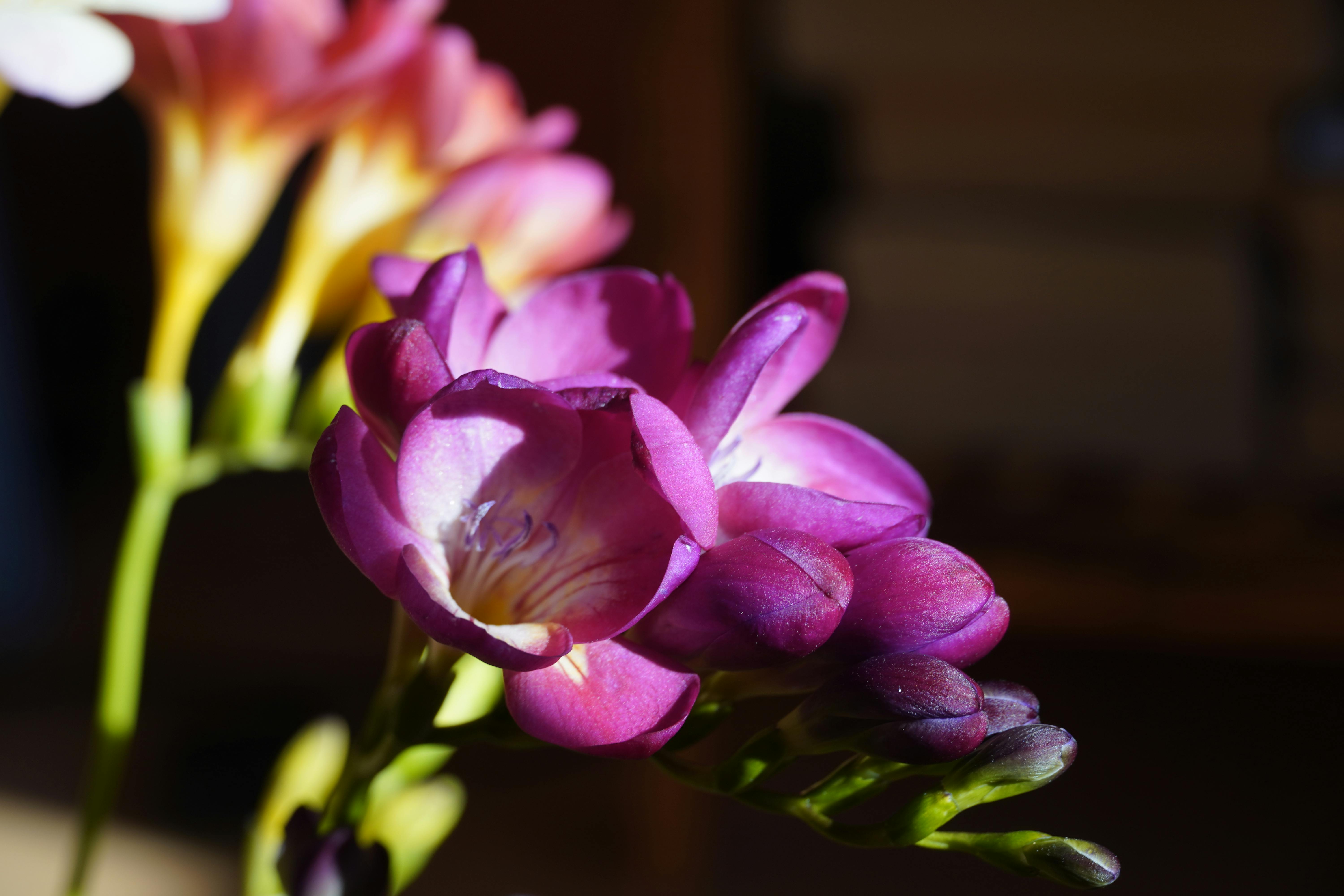 Double White Freesia