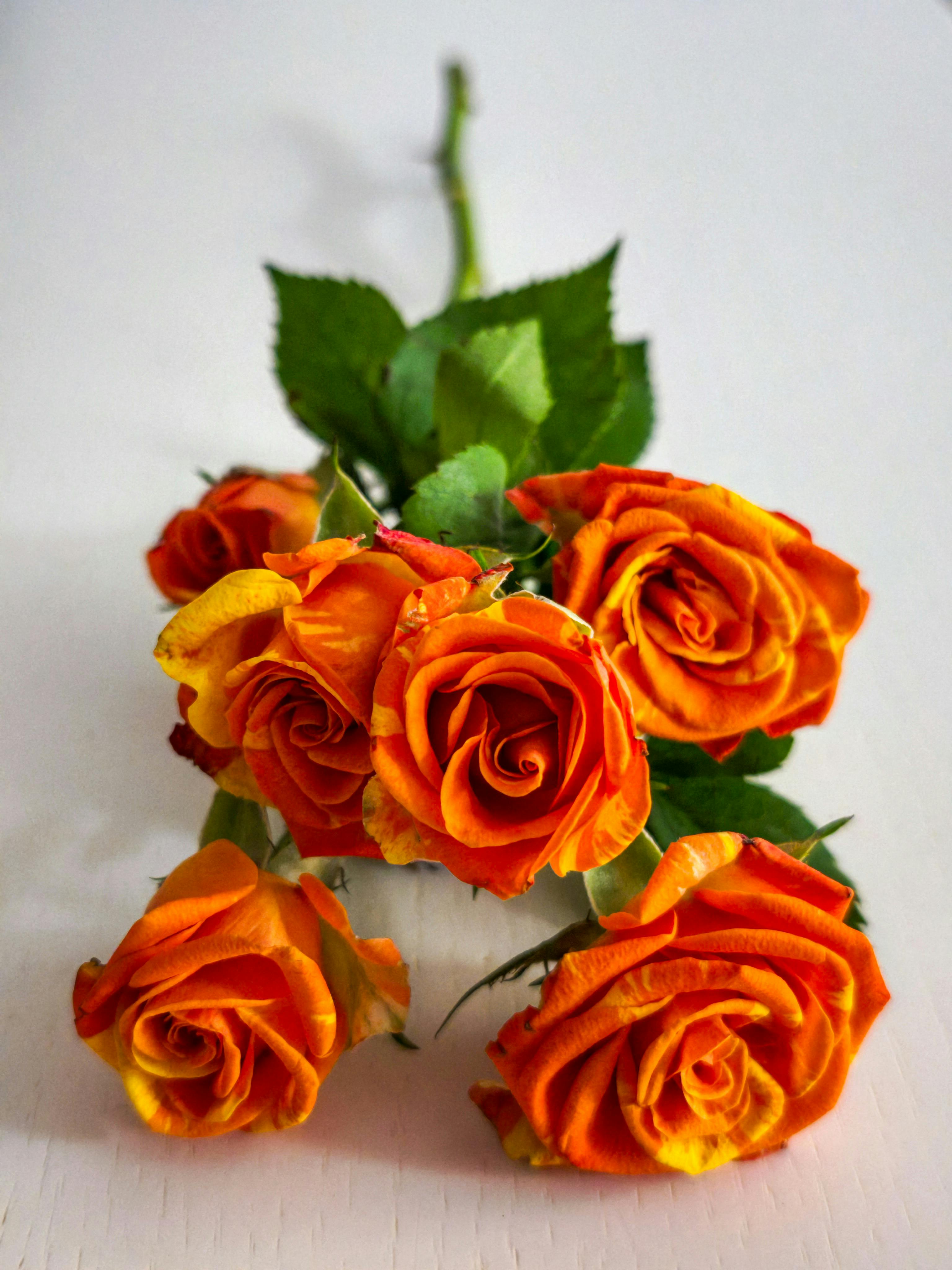 1.000.000+ Beautiful+wedding+aznude Bilder und Fotos · Kostenlos ...