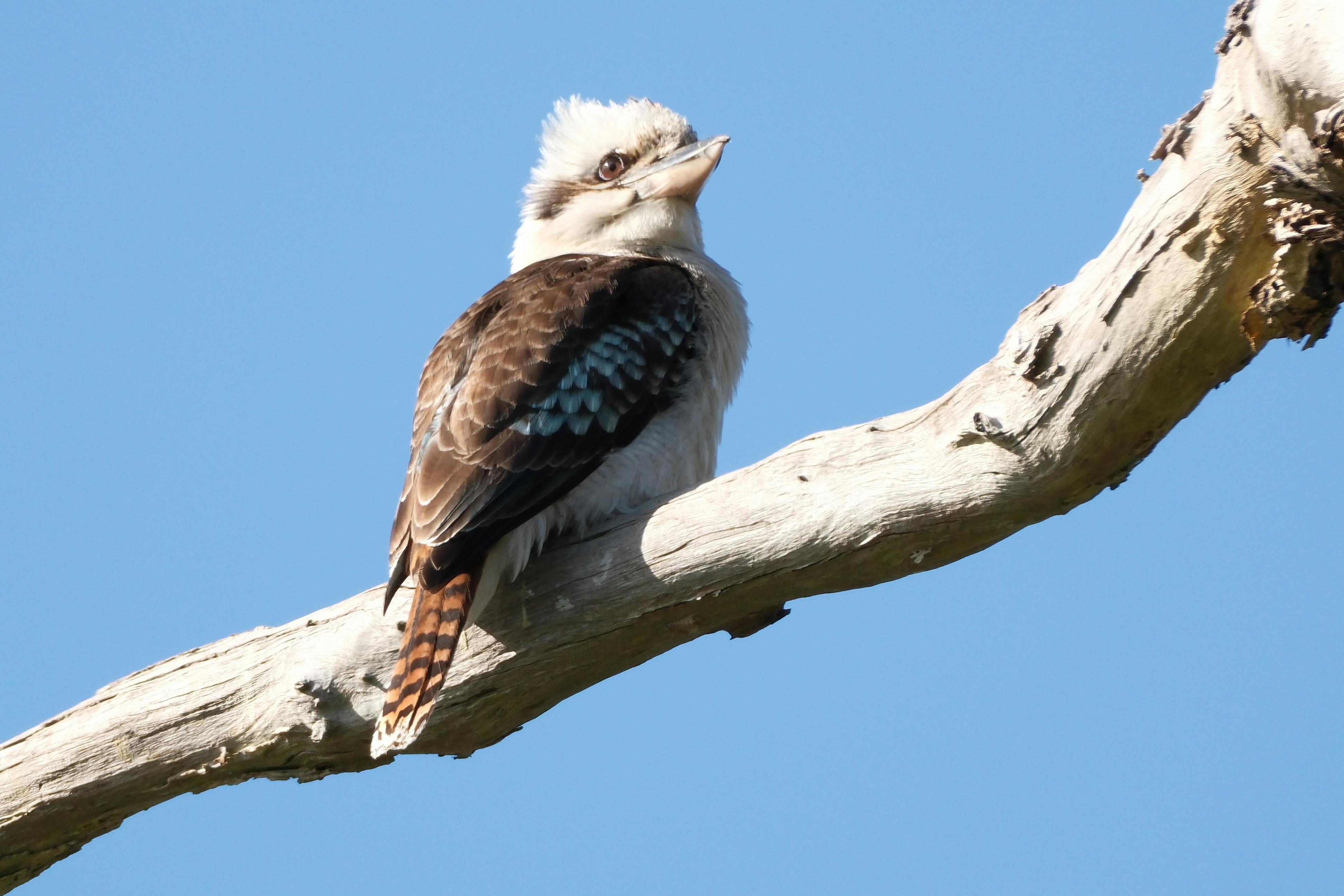 房貸繳完 野原廣志換 Mazda CX-60 升級爸爸生活