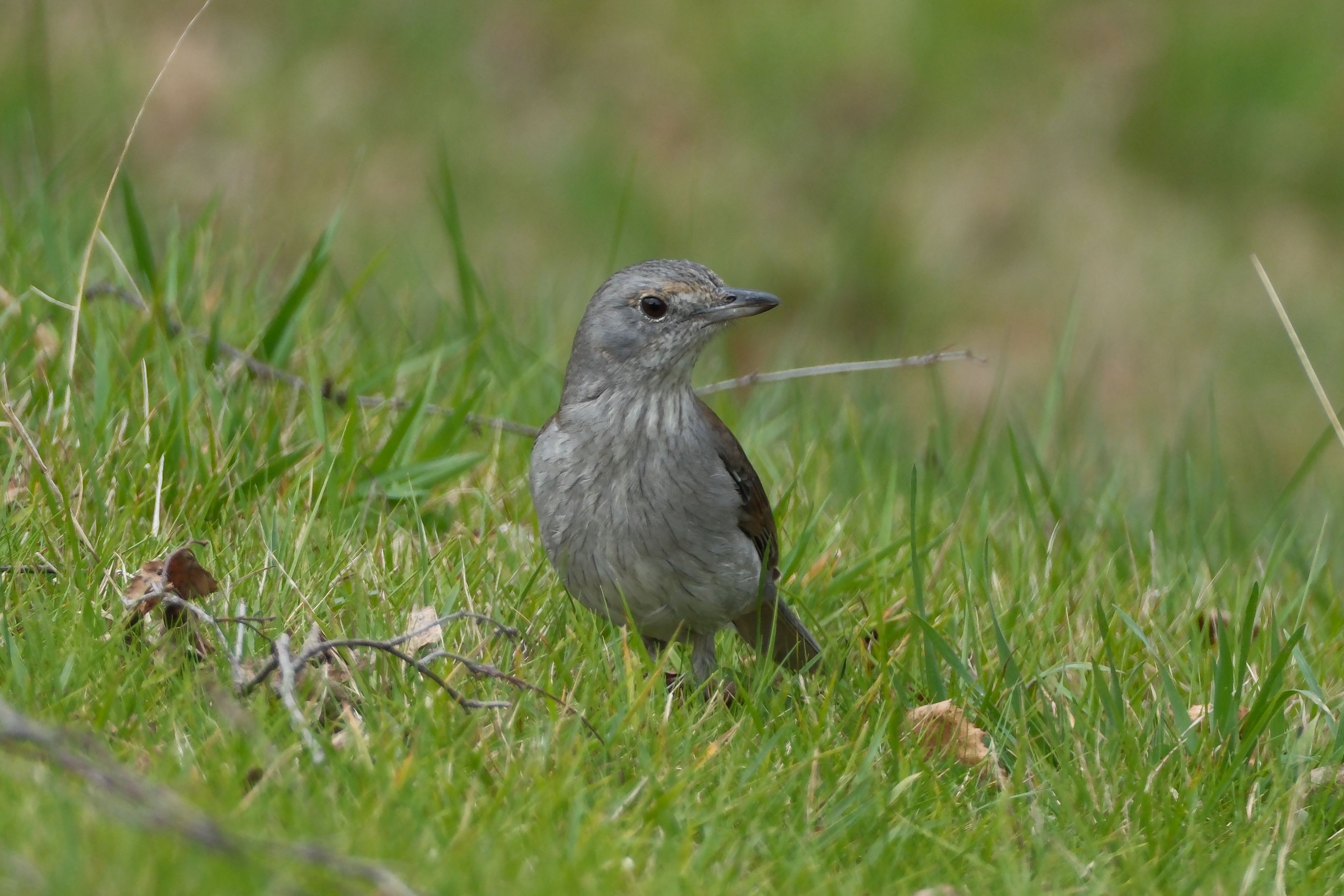 Close-up of Gray Bird on Green Grass Lawn · Free Stock Photo